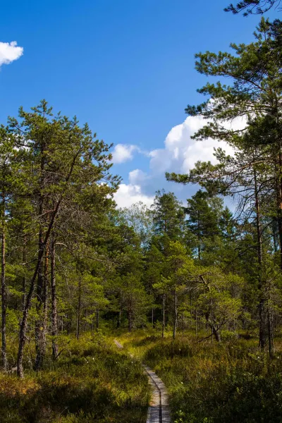 Spång genom myr med tallar en sommardag i Bergslagen