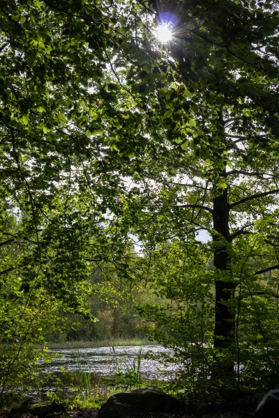 Motljus genom grön lövskog vid en sjö om våren