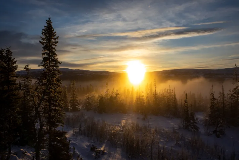 Soluppgång över dimmig vinterskog med snötäckta granar
